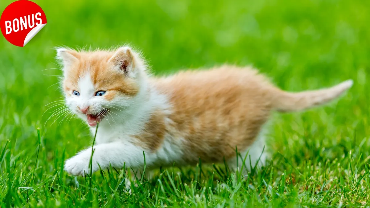 Bonus animali domestici